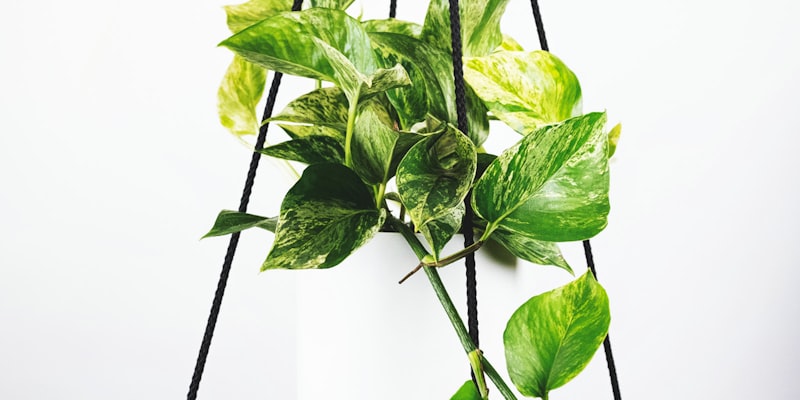 2026世界杯主办城市体育场馆建设进展最新航拍照片